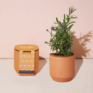 Live Well Lavender Terra Cotta Grow Kit